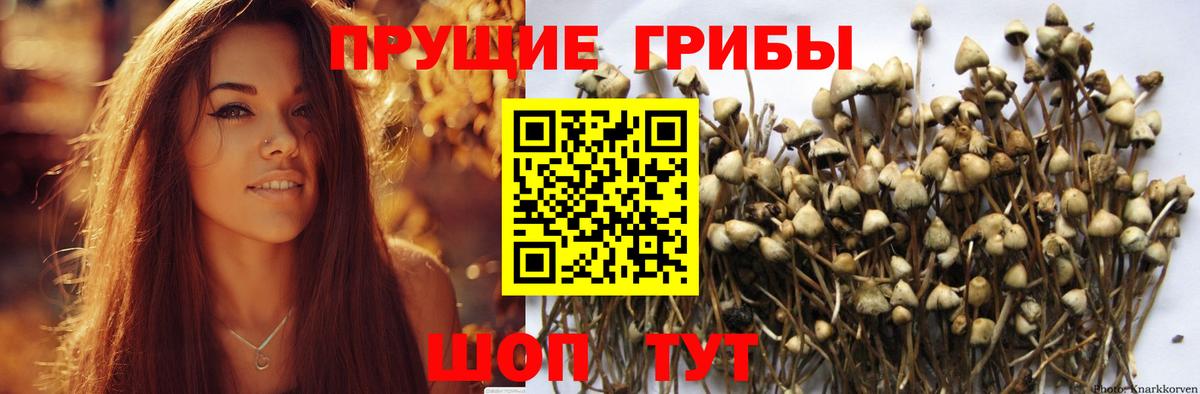 Псилоцибиновые грибы Psilocybe  Вход с VPN  Псилоцибиновые грибы GOLDEN TEACHER  Биробиджан 